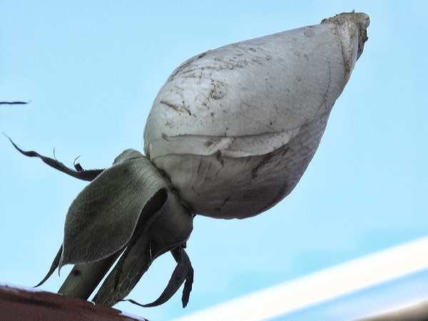 a_pict1827_jxphoto_dot_com.jpg